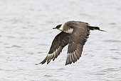 Arctic skua (Stercorarius parasiticus) Skua in flight, Shetland, Spring