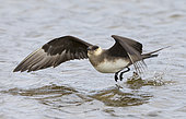 Arctic skua (Stercorarius parasiticus) Skua taking off water, Shetland, Spring