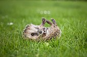 Young hedgehog (Erinaceus europaeus) lying on its back on a meadow