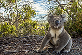 Koala (Phascolarctos cinereus) on ground, Kangaroo Island, Australia
