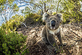Koala (Phascolarctos cinereus) on ground, Kangaroo Island, Australia