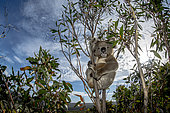 Koala (Phascolarctos cinereus) in a Eucalyptus Tree, Kangaroo Island, Australia