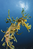 Leafy Sea Dragon (Phycodurus eques) male carrying eggs, South Australia