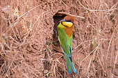 Chestnut-headed bee-eater (Merops leschenaulti),at the edge of the nest, hole in the ground , Yala national park, Sri Lanka