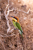 Chestnut-headed bee-eater (Merops leschenaulti), food scraps on a branch, Yala national park, Sri Lanka