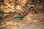 Chestnut-headed bee-eater (Merops leschenaulti), on ground, Yala national park, Sri Lanka