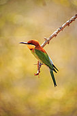 Chestnut-headed bee-eater (Merops leschenaulti), on a branch, Yala national park, Sri Lanka
