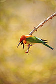 Chestnut-headed bee-eater (Merops leschenaulti), regurgitates food scraps on a branch, Yala national park, Sri Lanka