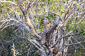 Sri Lankan Leopard Panthera pardus kotiya), in a tree, Yala national patk, Sri Lanka