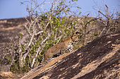 Sri Lankan Leopard Panthera pardus kotiya), walking on rocks, Yala national patk, Sri Lanka