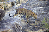 Sri Lankan Leopard Panthera pardus kotiya), walking on rocks, Yala national patk, Sri Lanka
