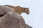 Sri Lankan Leopard Panthera pardus kotiya), walking on rocks, Yala national patk, Sri Lanka