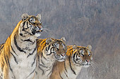 Siberian Tigers (Panthera tgris altaica) in winter, Siberian Tiger Park, Harbin, China