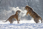 Siberian Tigers (Panthera tgris altaica) fighting in snow, Siberian Tiger Park, Harbin, China