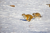 Siberian Tigers (Panthera tgris altaica) pursuing in snow, Siberian Tiger Park, Harbin, China