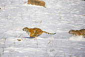 Siberian Tigers (Panthera tgris altaica) pursuing in snow, Siberian Tiger Park, Harbin, China