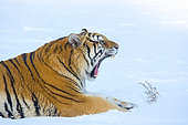 Siberian Tiger (Panthera tgris altaica) yawning in snow, Siberian Tiger Park, Harbin, China