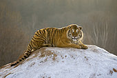 Siberian Tiger (Panthera tgris altaica) lying on mound in winter, Siberian Tiger Park, Harbin, China