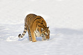 Siberian Tiger (Panthera tgris altaica) smelling in snow, Siberian Tiger Park, Harbin, China