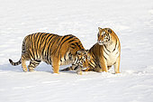 Siberian Tiger (Panthera tgris altaica) in snow, Siberian Tiger Park, Harbin, China