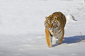 Siberian Tiger (Panthera tgris altaica) walking in snow, Siberian Tiger Park, Harbin, China