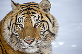 Portrait of Siberian Tiger (Panthera tgris altaica) in snow, Siberian Tiger Park, Harbin, China