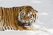 Siberian Tiger (Panthera tgris altaica) treatening in snow, Siberian Tiger Park, Harbin, China