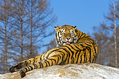 Siberian Tiger (Panthera tgris altaica) grooming, Siberian Tiger Park, Harbin, China