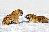 Siberian Tigers (Panthera tgris altaica) submissive attitude in snow, Siberian Tiger Park, Harbin, China