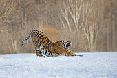 Siberian Tiger (Panthera tgris altaica) stretching in snow, Siberian Tiger Park, Harbin, China