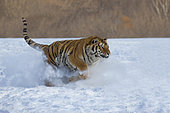 Siberian Tiger (Panthera tgris altaica) running in snow, Siberian Tiger Park, Harbin, China