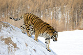 Siberian Tiger (Panthera tgris altaica) walking in snow, Siberian Tiger Park, Harbin, China
