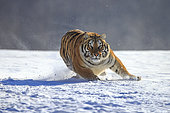 Siberian Tiger (Panthera tgris altaica) running in snow, Siberian Tiger Park, Harbin, China