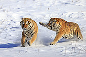 Combat de Tigre sde Sibérie (Panthera tgris altaica) dans la neige, Siberian Tiger Park, Harbin, Chine