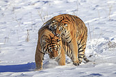 Siberian Tigers (Panthera tgris altaica) fighting in snow, Siberian Tiger Park, Harbin, China