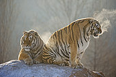 Siberian Tigers (Panthera tgris altaica)in winter, Siberian Tiger Park, Harbin, China