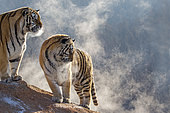 Siberian Tigers (Panthera tgris altaica)in winter, Siberian Tiger Park, Harbin, China