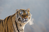 Portrait of Siberian Tiger (Panthera tgris altaica) in winter, Siberian Tiger Park, Harbin, China