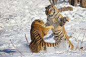 Siberian Tigers (Panthera tgris altaica) fighting in snow, Siberian Tiger Park, Harbin, China