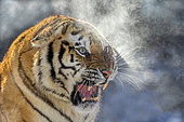 Portrait of Siberian Tiger (Panthera tgris altaica) in winter, Siberian Tiger Park, Harbin, China