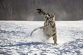 Siberian Tiger (Panthera tgris altaica) feeding on snow, Siberian Tiger Park, Harbin, China