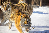Siberian Tigers (Panthera tgris altaica) feeding on snow, Siberian Tiger Park, Harbin, China
