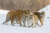 Siberian Tigers (Panthera tgris altaica) on snow, Siberian Tiger Park, Harbin, China