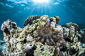 Crown of thorns starfish (Acanthaster planci) on reef, Gangga island, North Sulawesi, Indonesia