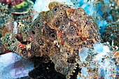 Painted frogfish (Antennarius pictus) on bottom, Lembeh, North Sulawesi, Indonesia