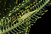 Ambon Crinoid Shrimp (Laomenes amboinensis), Siladen, North Sulawesi, Indonesia