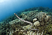 Banded sea krait (Laticauda laticaudata), Siladen, North Sulawesi, Indonesia