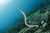 Banded sea krait (Laticauda laticaudata), Siladen, North Sulawesi, Indonesia