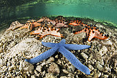 Blue linckia sea star (Linckia laevigata) et Chocolate Chip Sea Star (Protoreaster nodosus), Siladen, north sulawesi, indonesia