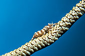 Commensal whip coral shrimp (Pontonides unciger), Siladen, North Sulawesi, Indonesia